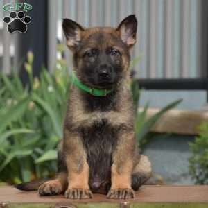 Koptan, German Shepherd Puppy